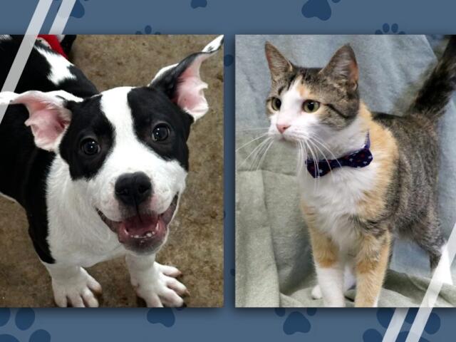 Two pets side by side: a happy black-and-white dog on the left and a calico cat wearing a blue bow tie on the right.