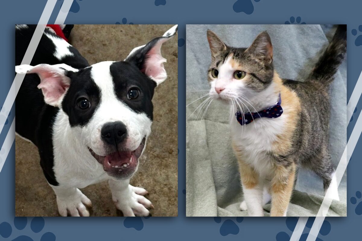 Two pets side by side: a happy black-and-white dog on the left and a calico cat wearing a blue bow tie on the right.