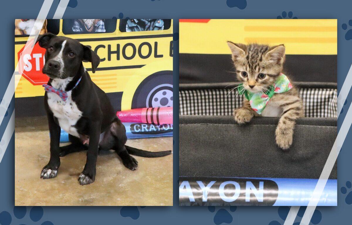 Collage of two pets: left shows a black-and-white dog wearing a pink bow tie in front of a yellow school-themed backdrop; right shows a tabby kitten with a green bandana peeking over a black edge.