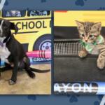 Collage of two pets: left shows a black-and-white dog wearing a pink bow tie in front of a yellow school-themed backdrop; right shows a tabby kitten with a green bandana peeking over a black edge.