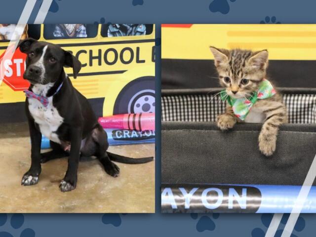 Collage of two pets: left shows a black-and-white dog wearing a pink bow tie in front of a yellow school-themed backdrop; right shows a tabby kitten with a green bandana peeking over a black edge.