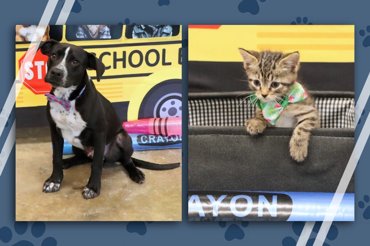 Collage of two pets: left shows a black-and-white dog wearing a pink bow tie in front of a yellow school-themed backdrop; right shows a tabby kitten with a green bandana peeking over a black edge.