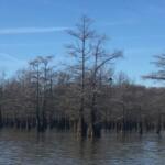 Proposed changes to St. Francis Sunken Lands hunting spark growing opposition in Northeast Arkansas