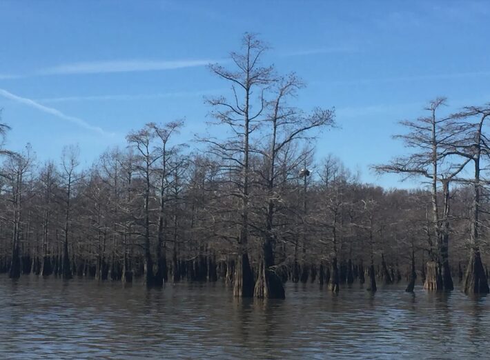 Proposed changes to St. Francis Sunken Lands hunting spark growing opposition in Northeast Arkansas