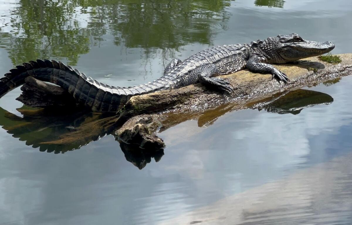 Alligator lying on a sunlit log in a calm pond, its body arched as it rests with a reflection in the water nearby