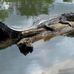 Alligator lying on a sunlit log in a calm pond, its body arched as it rests with a reflection in the water nearby