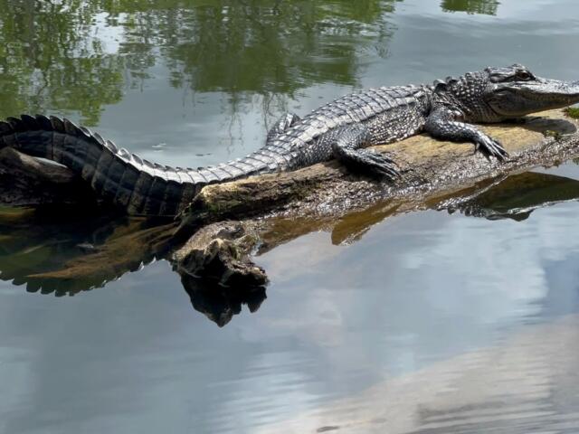 Alligator lying on a sunlit log in a calm pond, its body arched as it rests with a reflection in the water nearby