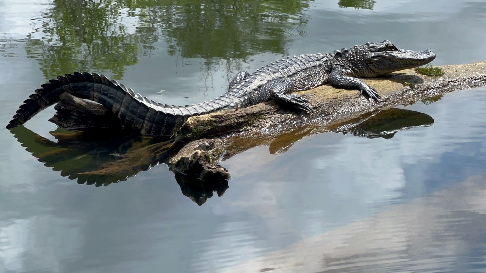 Alligator lying on a sunlit log in a calm pond, its body arched as it rests with a reflection in the water nearby
