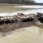 Arkansas Game and Fish waterfowl hunting